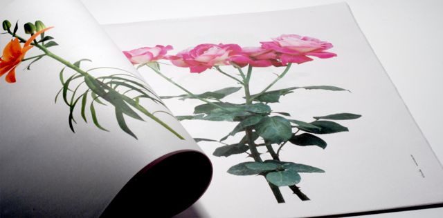 148_itunube_fresh_flowers11