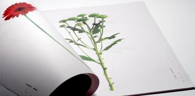 148_itunube_fresh_flowers17